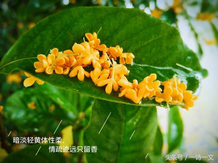 《唯有丹桂飘香八月馥郁芬芳》我,想你了荼蘼花事春已了