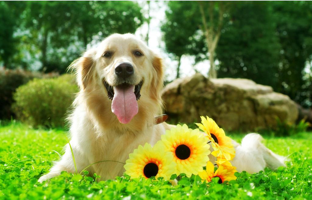 如何彻底治好狗狗皮肤病,快速解决狗狗皮肤病