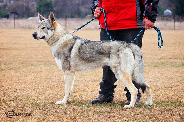 最像狼的狗捷克狼犬,什么狼和捷克狼犬像