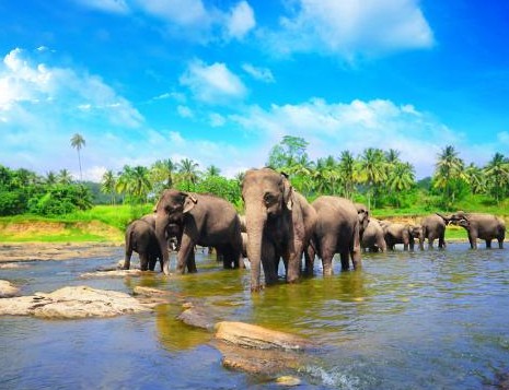 出国游斯里兰卡,出境游斯里兰卡