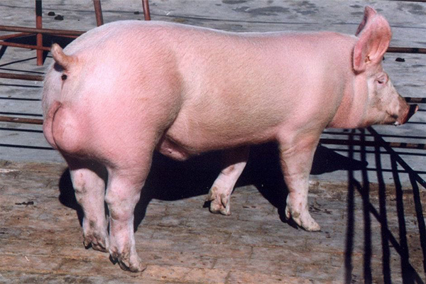 简便易行治疗猪脱肛的绝招，成本低廉但又疗效确切！