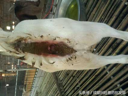 养殖的羊拉稀带黏液,养羊拉稀最快解决方法
