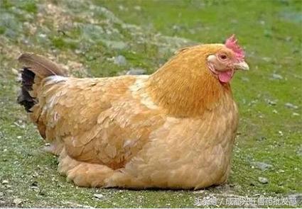 母鸡光蹲窝不下蛋是怎么回事,母鸡下蛋下不出来怎么办