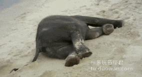 搞笑动态图：人见人爱的小萝莉