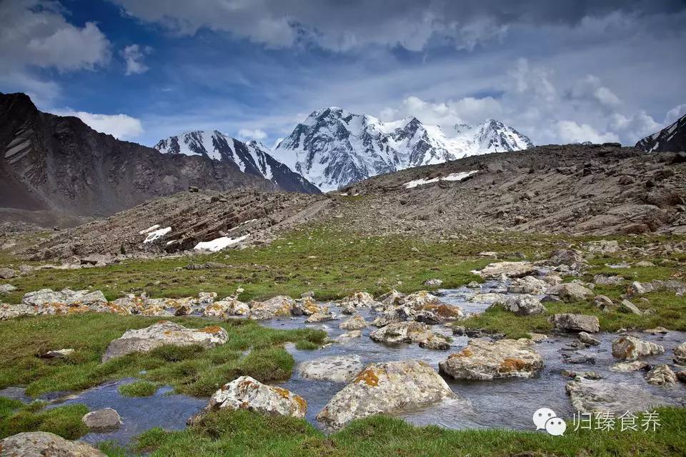 猴头菇怎么吃更养胃,猴头菇配什么最养胃