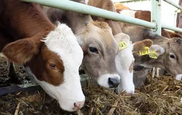 怎么辨别皮革的真假,认识人造革与真皮