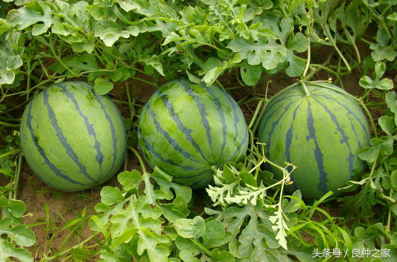 餐桌上常见的本土作物是什么,10种常见的粮食作物