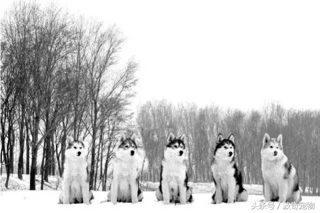 狗狗品种大全图片及简介,狗狗的所有类型品种大全介绍