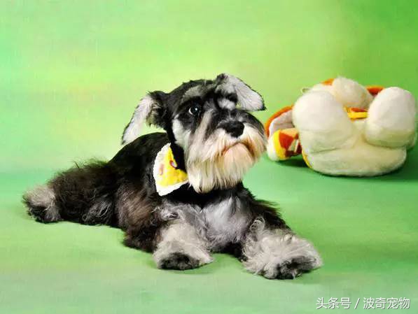 狗狗品种大全带你走进狗狗的世界,狗狗品种大全看看你认识几种