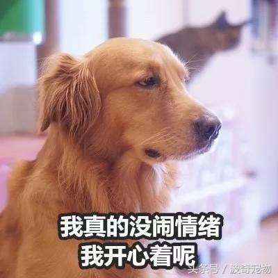 金毛能有多吃醋,金毛为什么容易吃醋