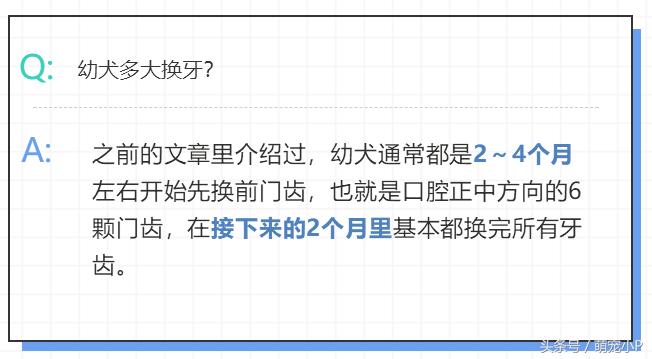 狗狗换牙期间不爱吃饭怎么办,狗狗换牙期间到处咬怎么处理