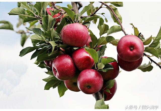 平安夜苹果选哪种好,平安夜苹果好卖吗