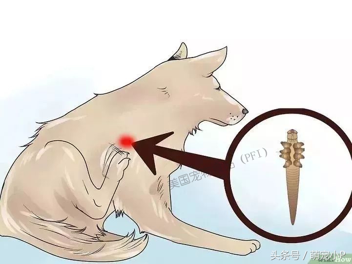 怎样预防狗狗得螨虫病,所有的狗狗都有病毒吗