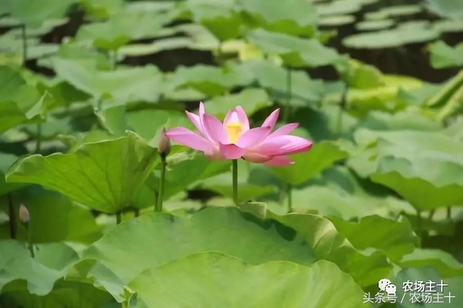 成功的休闲农庄需要具备哪些条件,做休闲农庄必须考虑的几个问题