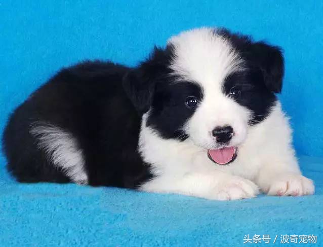 狗狗品种大全带你走进狗狗的世界,狗狗品种大全看看你认识几种