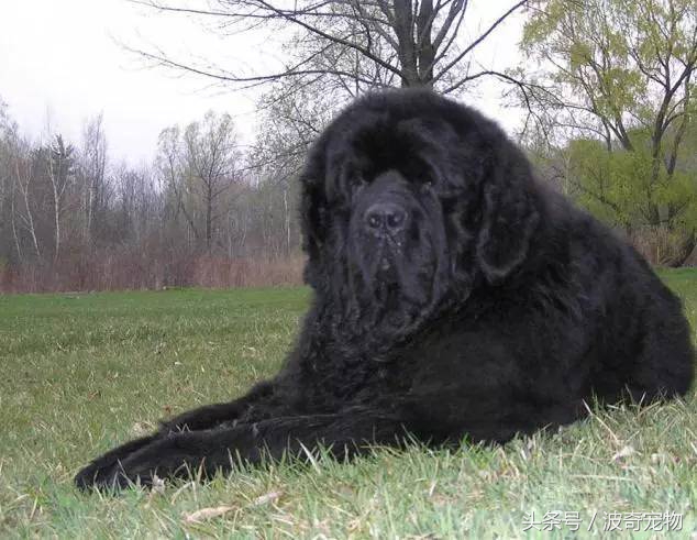 狗狗品种大全带你走进狗狗的世界,狗狗品种大全看看你认识几种