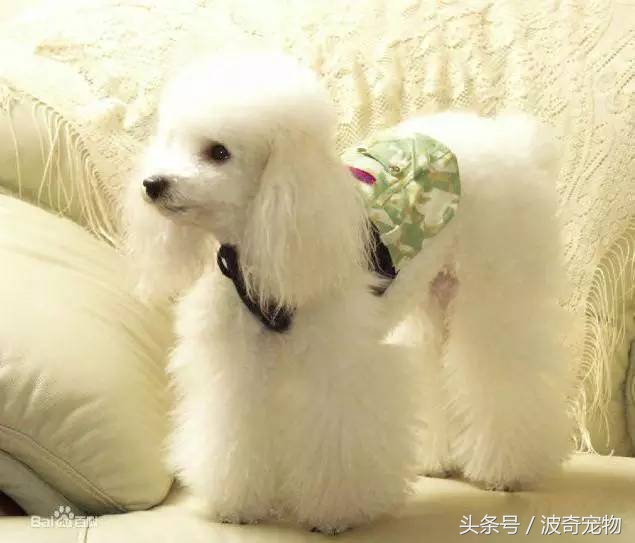 狗狗品种大全图片及简介,狗狗的所有类型品种大全介绍