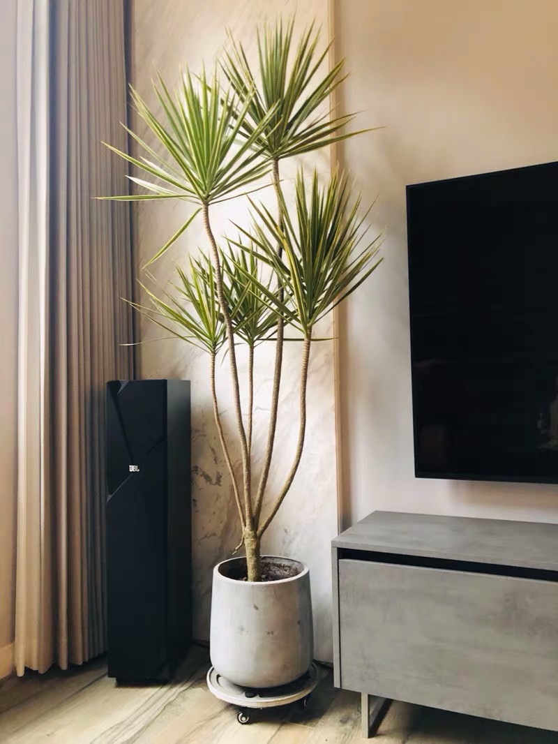 除甲醛最好的10种花,养什么花除甲醛最好