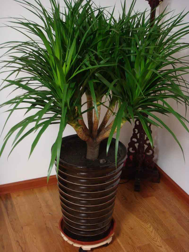 十种最吉利的镇宅花,家里养这5种旺宅花