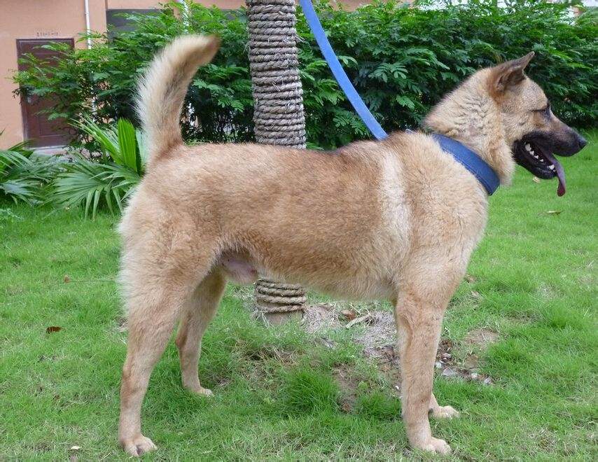 推荐几种狗不贵又好上手养就对了,建议穷人养的10种小巧便宜狗