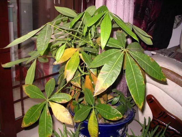 养花总是歪掉,养花别老浇水