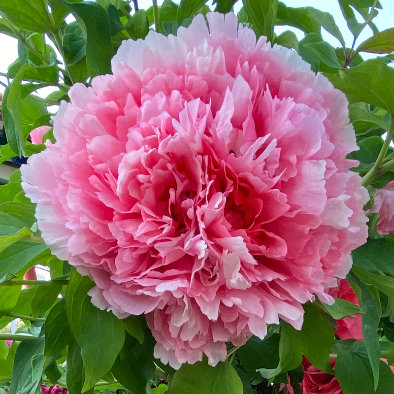 开花形状奇特的植物,一朵花开好久的植物