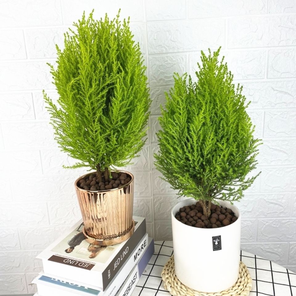 十种最旺家庭的小盆景,各种小盆景大全图片