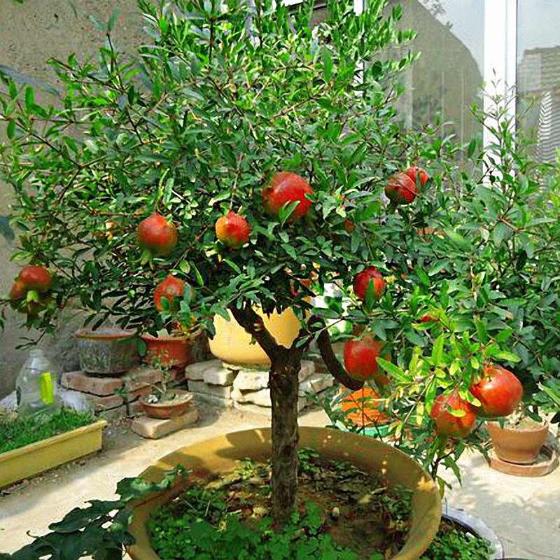 家里种什么招财又旺宅,院中栽什么树聚财镇宅