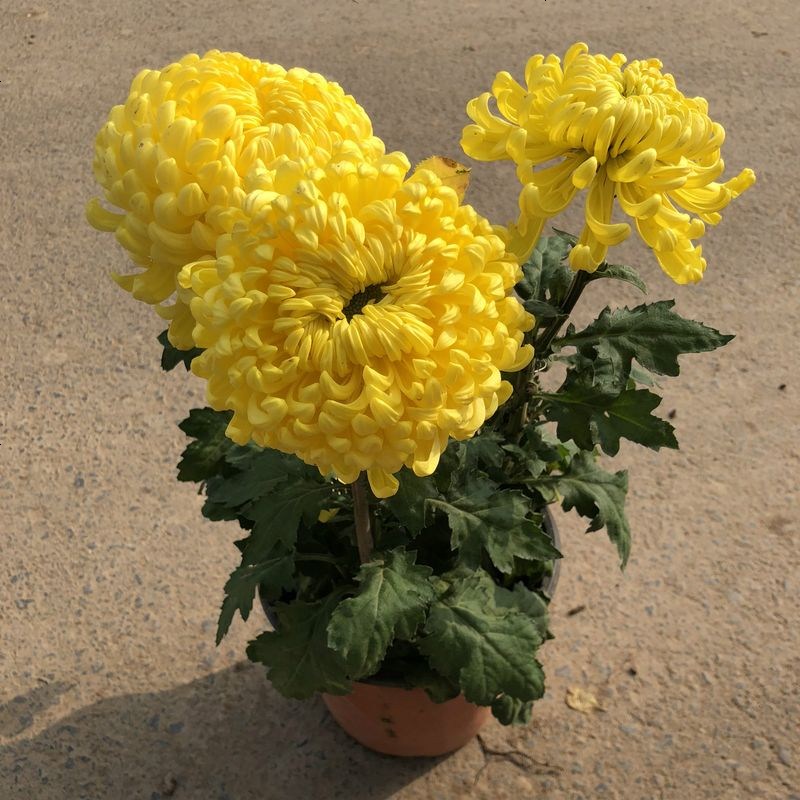 什么花高档大气好养,好养高大上漂亮有寓意的花