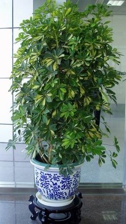 吸毒花怎么养,家庭好养的无毒花