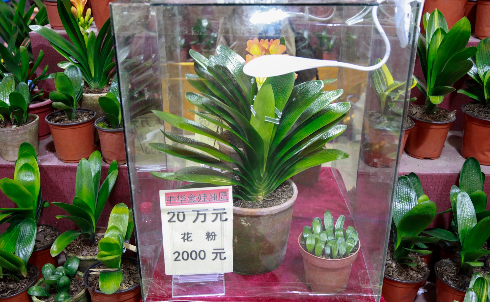 富贵花金玉满堂怎么栽培,6种长寿花能活一百年漂亮又吉利