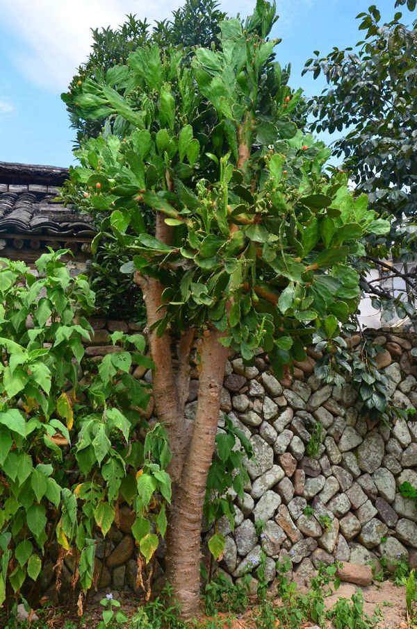 仙人掌长成火龙果球,仙人掌长出火龙果过程