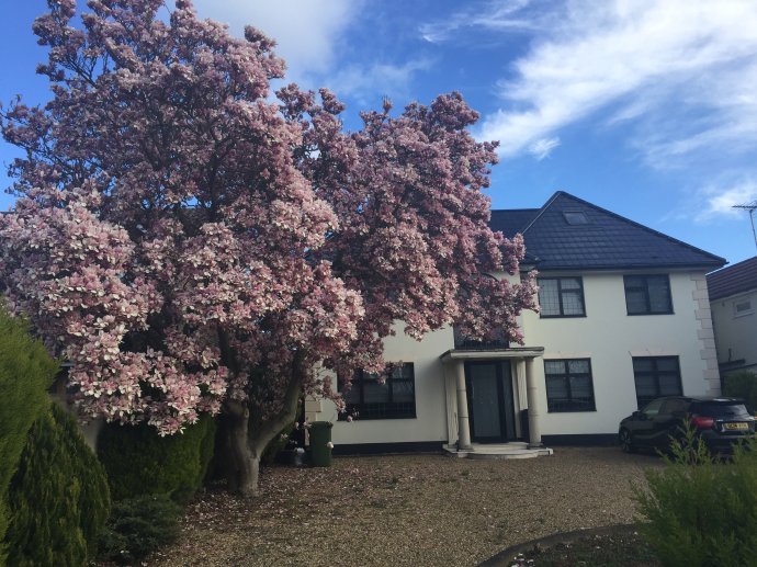 适合家里养的名贵树种,家种柿子树不富也得富