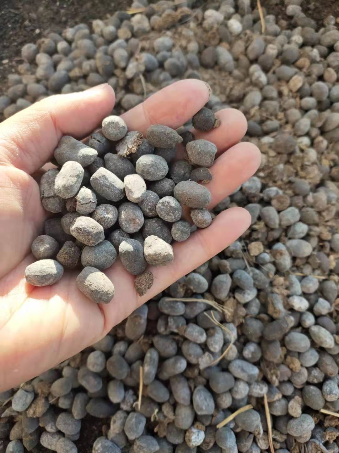 花肥自制有机肥,养花自制花肥