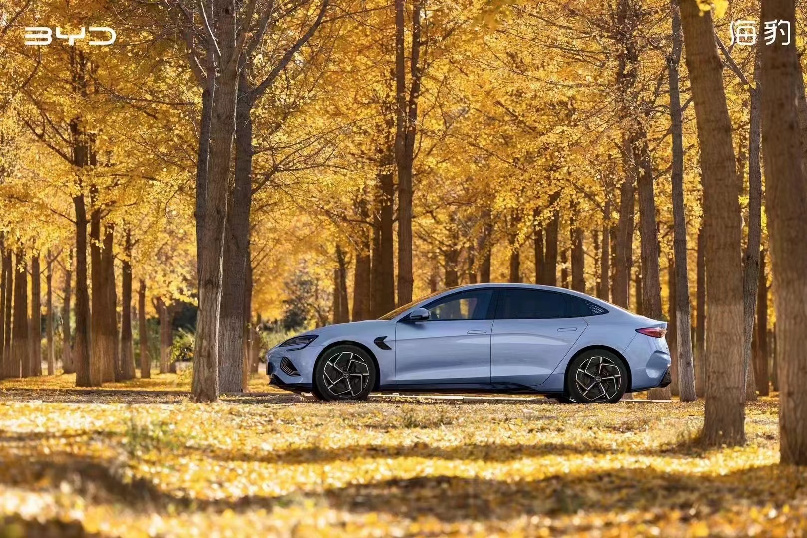 今年买车买什么车？当然是来邯郸南环比亚迪旗舰店买海豹喽