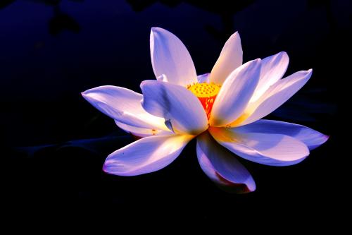 厄运荷花开放，被封印的石头失踪，不祥的预兆让古老村庄陷入恐慌