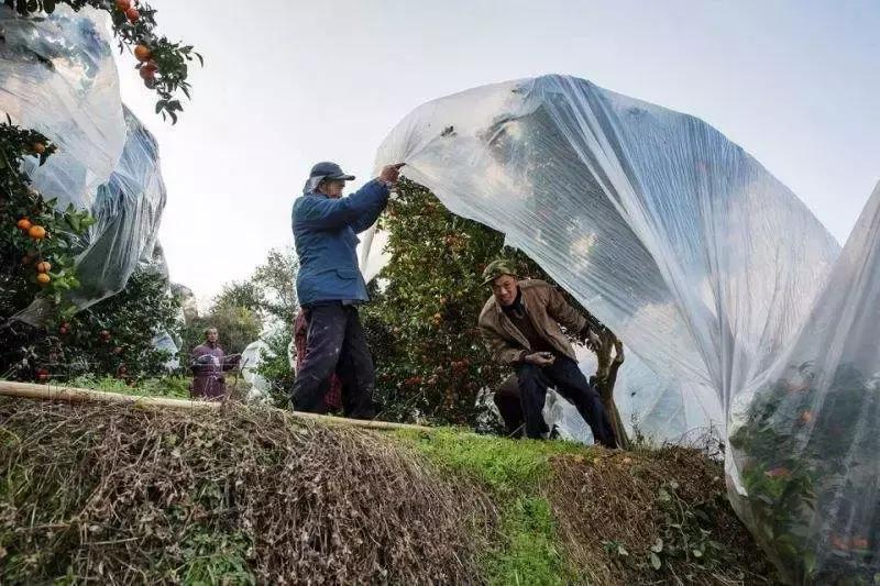 广西砂糖橘防冻技术视频,冬天沙糖桔如何盖膜