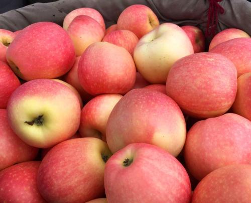 怎么能买到正宗的洛川苹果,教你挑苹果