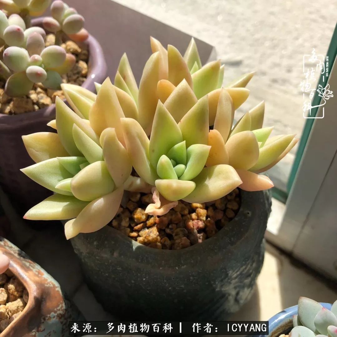 多肉隔着玻璃晒太阳效果好吗,隔着玻璃养的多肉照样长得好