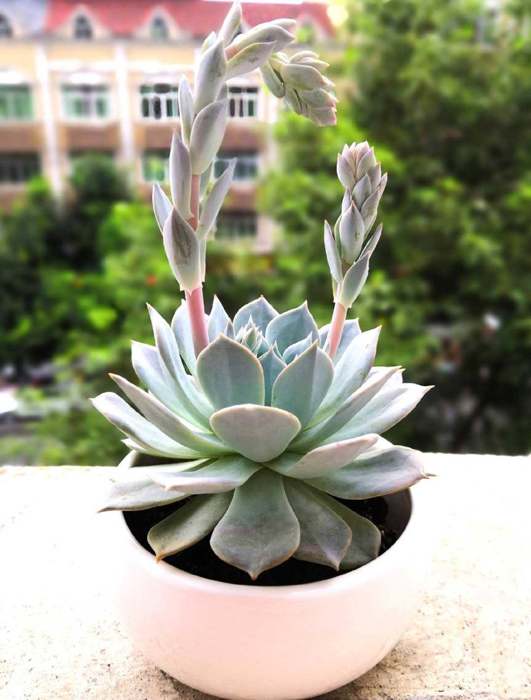 有一种花叫多肉,多肉花开视频大全