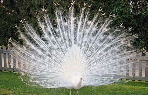 这100种动物你都认识吗,10种从未见过的动物