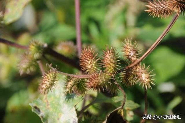 苍耳子治鼻炎的用法,苍耳子治疗鼻炎的用法是什么