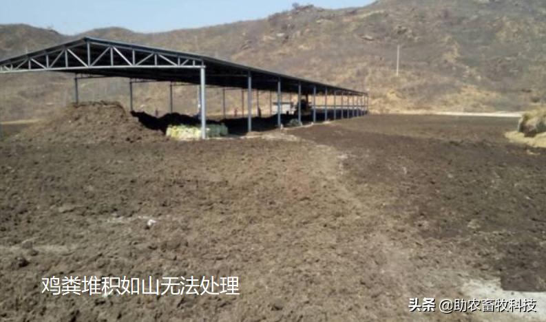 鸡粪有机肥除臭最有效的方法,鸡粪怎么发酵做养花肥料