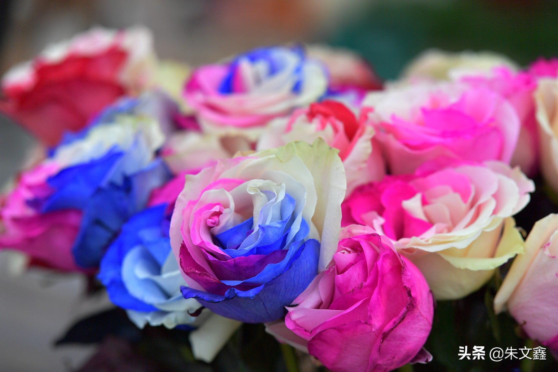 大丰荷兰花海郁金香开了没有,荷兰花海现在有郁金香吗