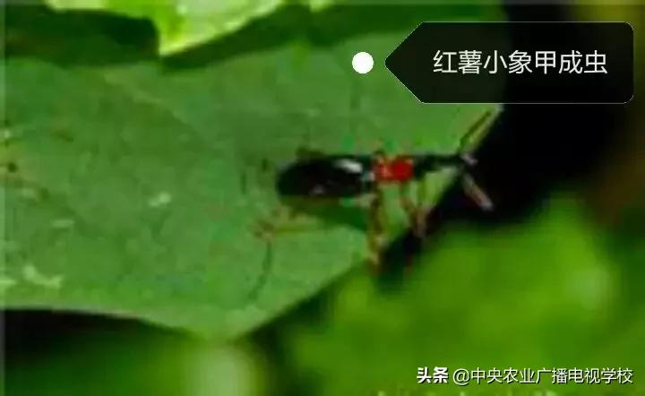 红薯如何防治小飞虫,怎样治红薯地下害虫