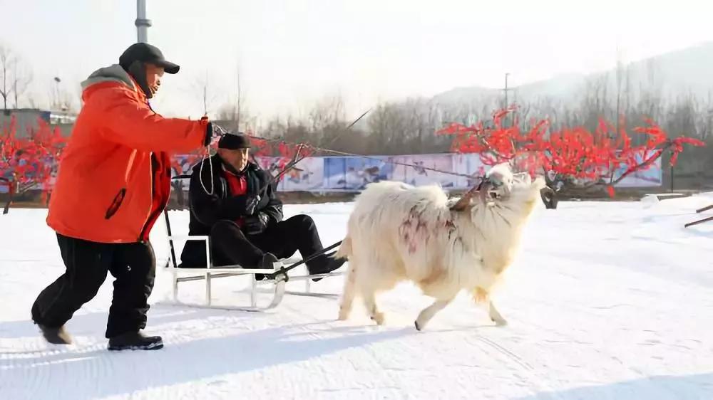 2021年12月狼牙山滑雪场开放时间,狼牙山滑雪场2023年什么时候开业