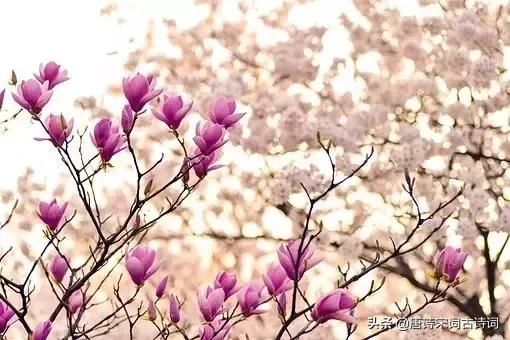 颠覆认知的古诗,颠覆认知脑洞大开的语句