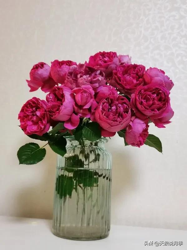 月季春季第一波花要不要剪,月季春季第一波花开后嫁接