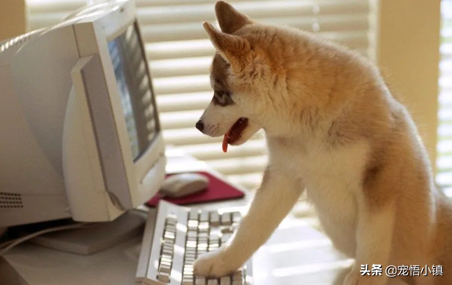 网上买狗狗有芯片能造假吗,网上高价买狗狗靠谱吗