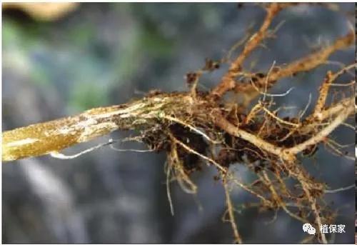 治疗根腐病用什么药,桃树根腐病的治疗方法